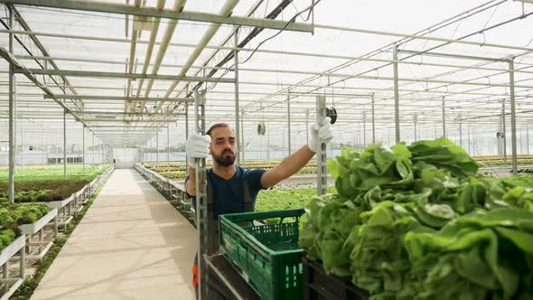 Farm Worker Pushing a Cart with Green Salad After Harvest