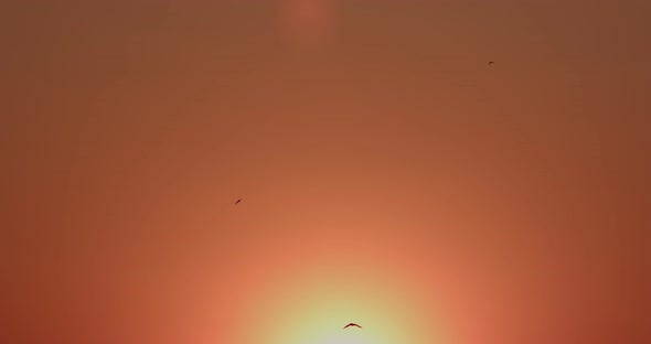 Gulls On A Sunset Background