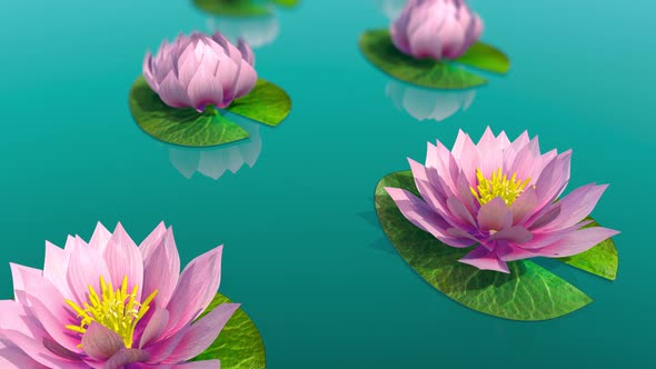 Time Lapse Footage of Pink Lotus Water Lily Flower Blooming Opens