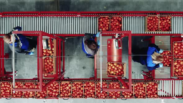 Packaging Process at a Industrial Factory. Top View of a Transporter Being Used To Relocate Tomato