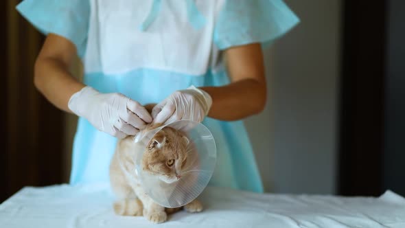 Veterinarian Doctor Is Making a Check Up of a Cute Beautiful Cat with Plastic Cone