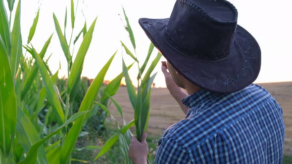 An Agronomist in a Field of Green Corn Checks Organic Products