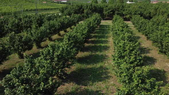 Hazelnuts Organic Agriculture Cultivation in Langhe, Piedmont