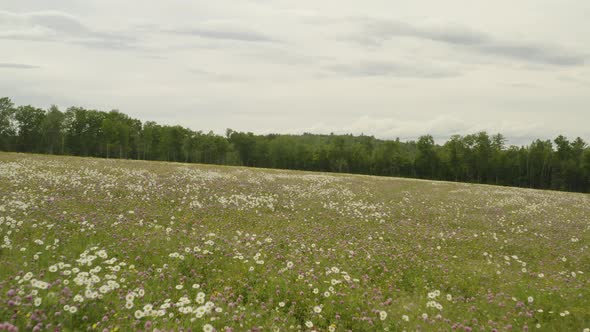 Gliding over wildflower field on cloudy day