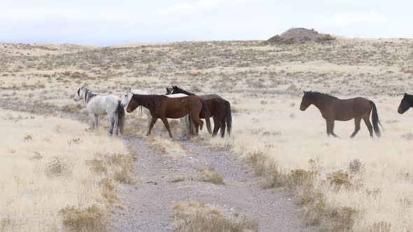 Onaqui wild horse herd moving through the West Desert