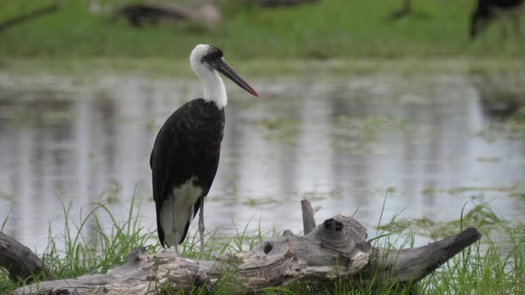 Woolly necked stork around a pond at Moremi Game Reserve in Botswana