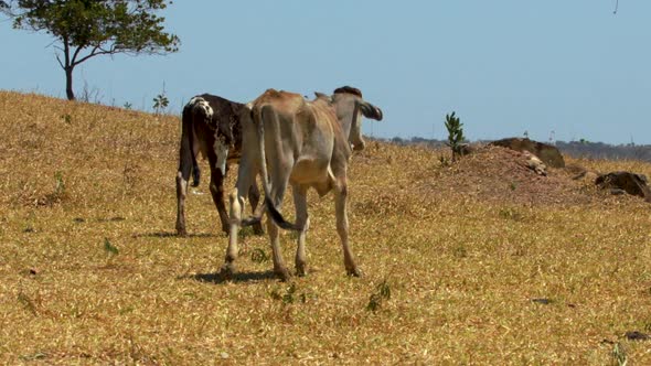 A young vechur and girolando bull walk through a dry pasture in slow motion