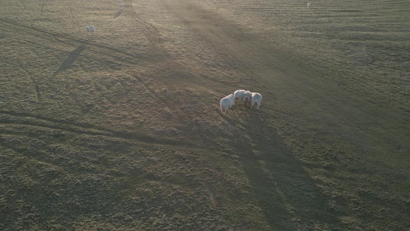 White Sheeps Walking In The Grassland At Sunrise In Ireland. - aerial