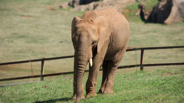 Elephant Eating Grass