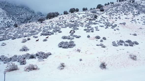 Aerial view flying past Big Horn Sheep towards deer running in the snow