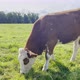 Brown Cows on the Green Field - VideoHive Item for Sale