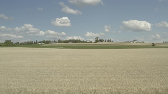 Abundance of densely grown wheat field Northern Maine