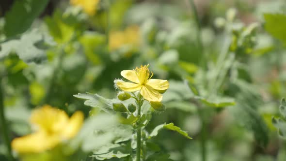 Herbaceous perennial   plant of greater celandine close-up 1080p FullHD footage -  Shallow DOF yello