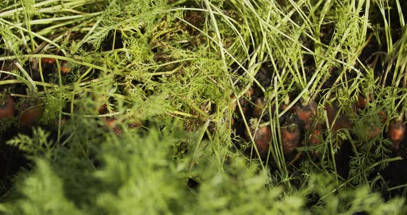 Ripe Carrots In The Ground 