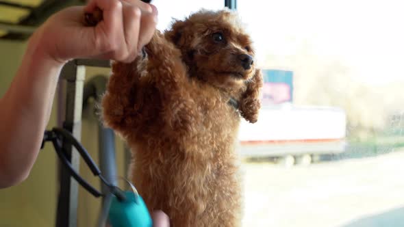 A mini golden doodle stands while a groomer cuts its hair with clippers inside a groomer truck