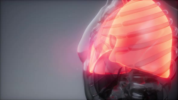 Human Lungs Radiology Exam alt