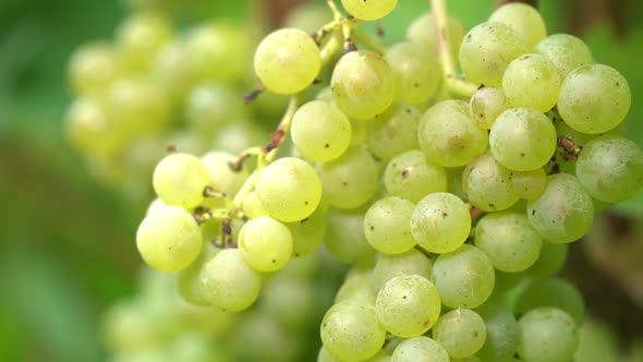 Ripe Green Grapes before Harvesting