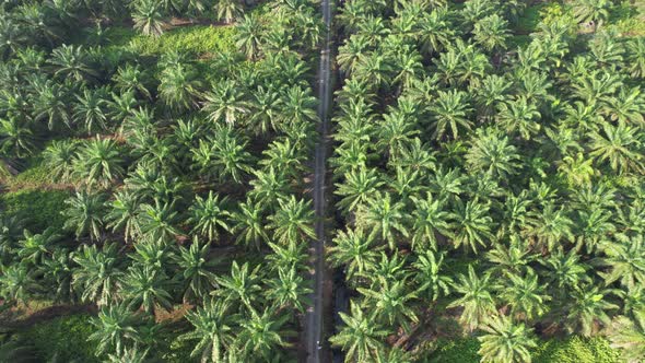 Aerial View of The Palm Oil Estates