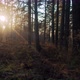Coniferous Forest at Sunset - VideoHive Item for Sale