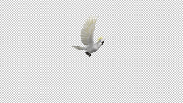 White Parrot - Mathews Cockatoo - Sulfur Crested - Flying Transition - I - Alpha Channel