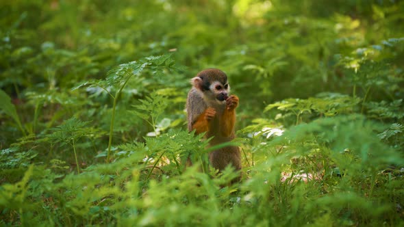Common Squirrel Monkey Standing and Eating