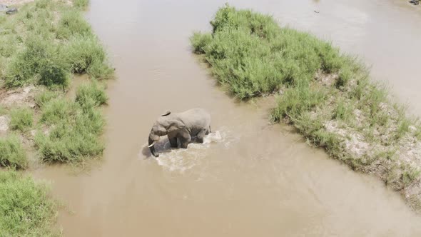 Aerial View of Elephant walking by the river in the savana, Balule Reserve.