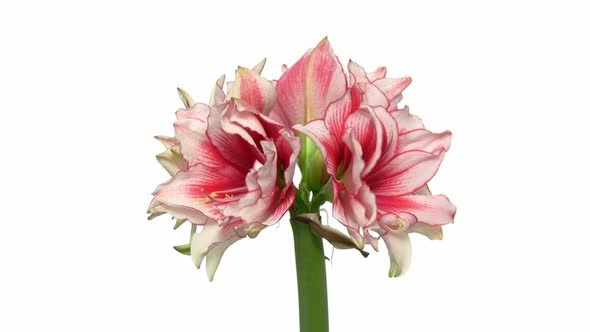 Rotating amaryllis Joker flower, seamless loop