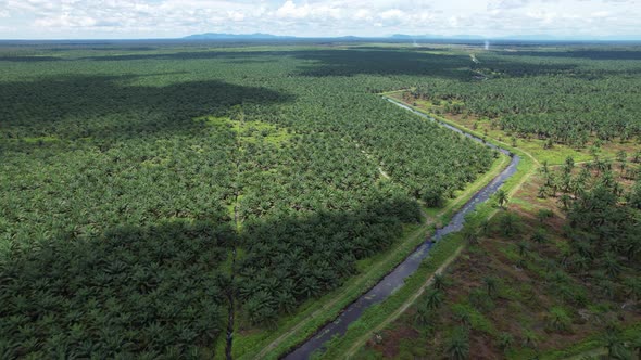 Aerial View of The Palm Oil Estates