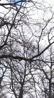 Vertical Video of the Forest with Trees Without Leaves