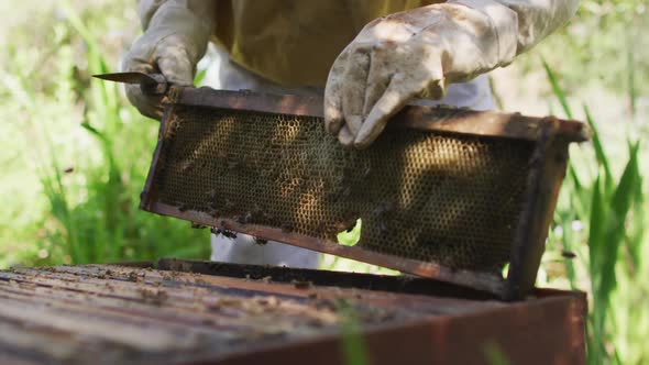 Caucasian male beekeeper in protective clothing inspecting honeycomb frame from a beehive