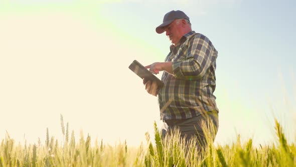 Senior Man with Tablet Working in Wheat Field