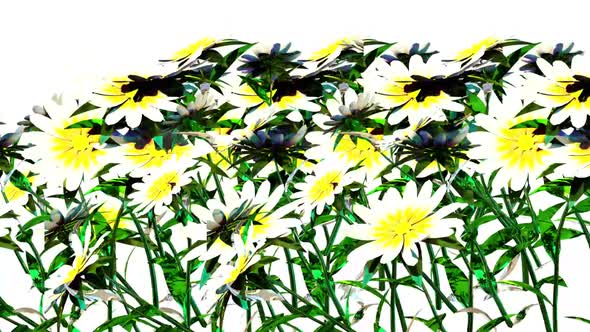 White Flower Botanical 3D Rendering