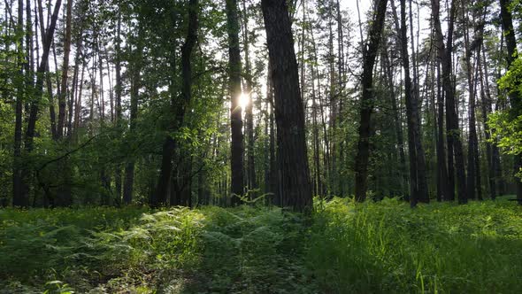 Summer Forest with Pine Trees Slow Motion