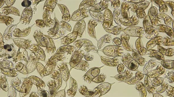 The Colony of Plankton Rotifers Rotifera Keratella Cochlearis, Distributed Throughout the World
