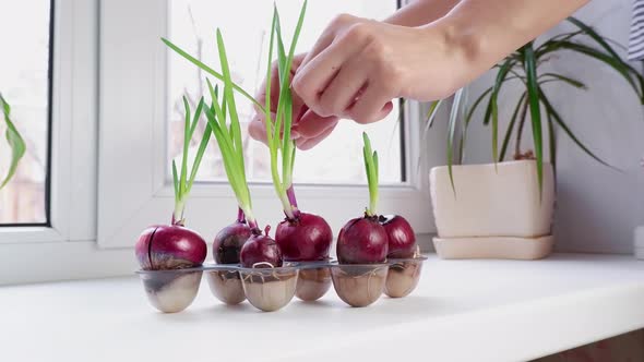 A woman's hand picks fresh green onions grown on a window