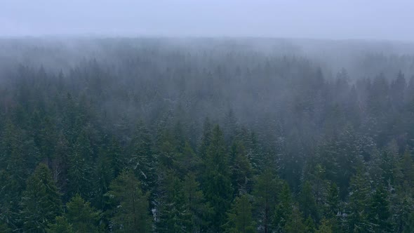 Winter Forest Drone 4K