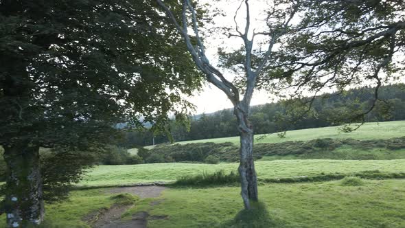 Trees With Green Foliage On Branches Growing By The Green Meadow In Ireland In The Daytime. -  sidew