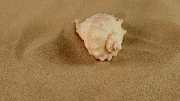 Top of Usual Marine Seashell on Sand, Rotation, Close Up