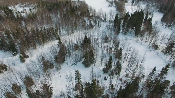 Flight Over The Tops Of Spruce, Pine And Fir Trees At Bright Clear Day