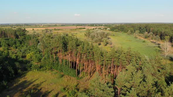 Pine Forest, Aerial View with Drone. Top View in Pine Wood Park on Forest Trees.