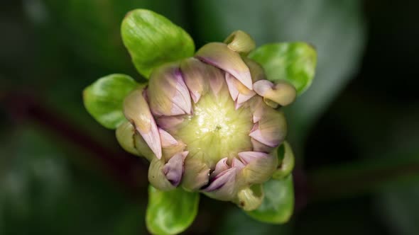 Time Lapse Blooming Flower Dahlia