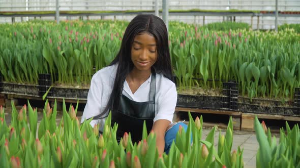 A Beautiful Young African American Girl in a White Shirt and a Black Leather Apron Works Near Tulips