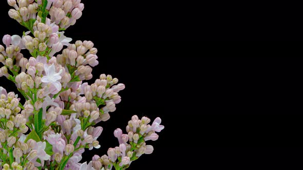 Time Lapse of Lilac Blooming