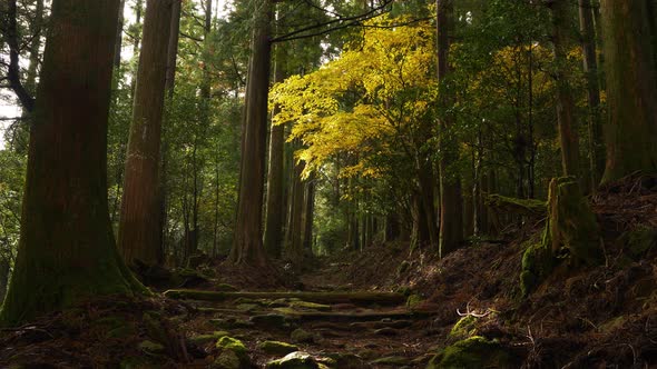 Static, hiker walks through forest towards striking yellow leaved tree, Japan