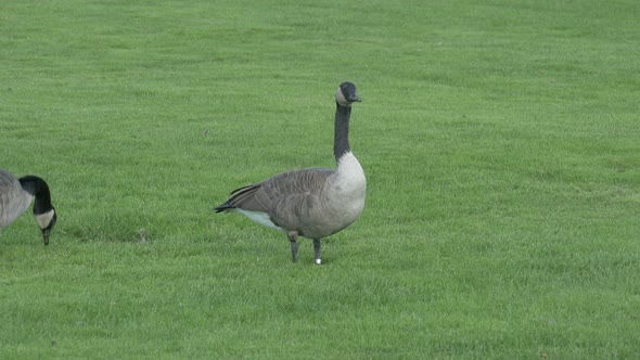 Two geese on a grass field