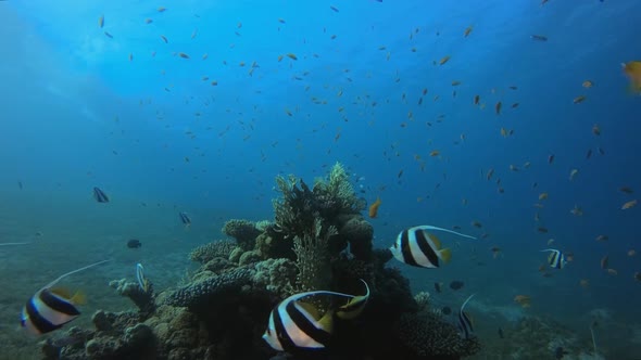 Underwater Background World Colourful Fish