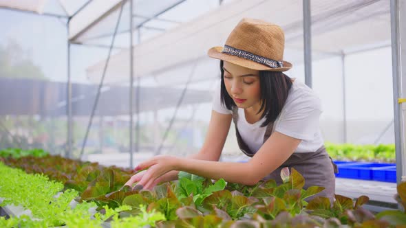 Young Caucasian farmer pretty girl working in vegetables hydroponic farm business with happiness