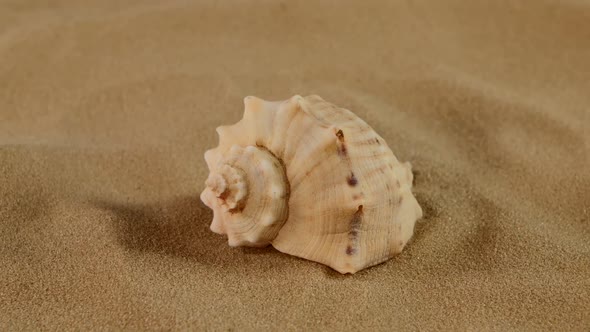 Side of Usual Marine Seashell on Sand, Rotation, Close Up