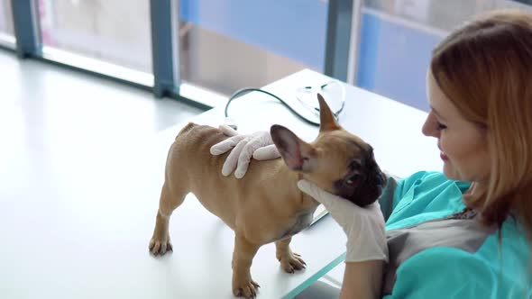 Woman Veterinarian Inspects the Dog in Veterinary Clinic