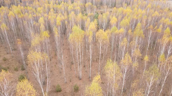 Ukraine  Trees in the Autumn Forest in the Afternoon